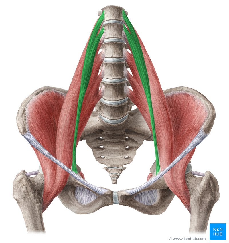 Psoas minor muscle (Musculus psoas minor)