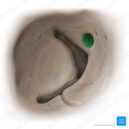 Optic canal (Canalis opticus); Image: Paul Kim