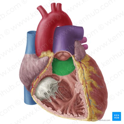 Conus arteriosus (Arterienkegel); Bild: Yousun Koh