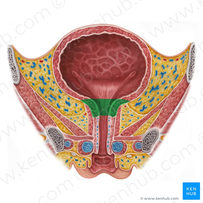Neck of urinary bladder (Cervix vesicae urinariae); Image: Irina Münstermann
