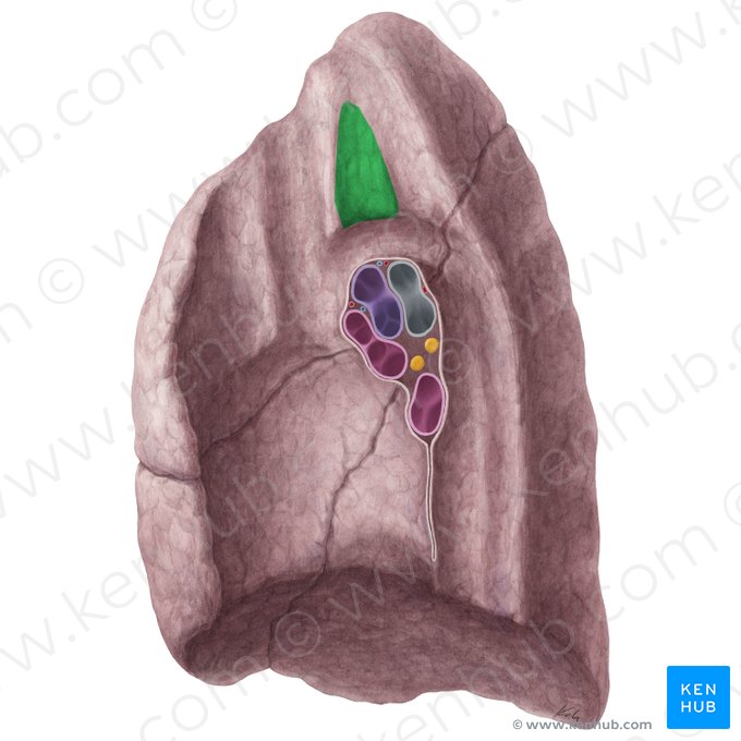 Impressio trachealis pulmonis dextri (Luftröhrenabdruck der rechten Lunge); Bild: Yousun Koh