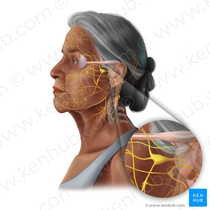 Abducens nerve (Nervus abducens); Image: Tal Bavli Ziv