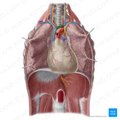 Vena braquiocefálica izquierda (Vena brachiocephalica sinistra); Imagen: Yousun Koh
