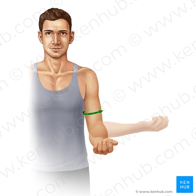 External rotation of arm (Rotatio externa brachii); Image: Paul Kim