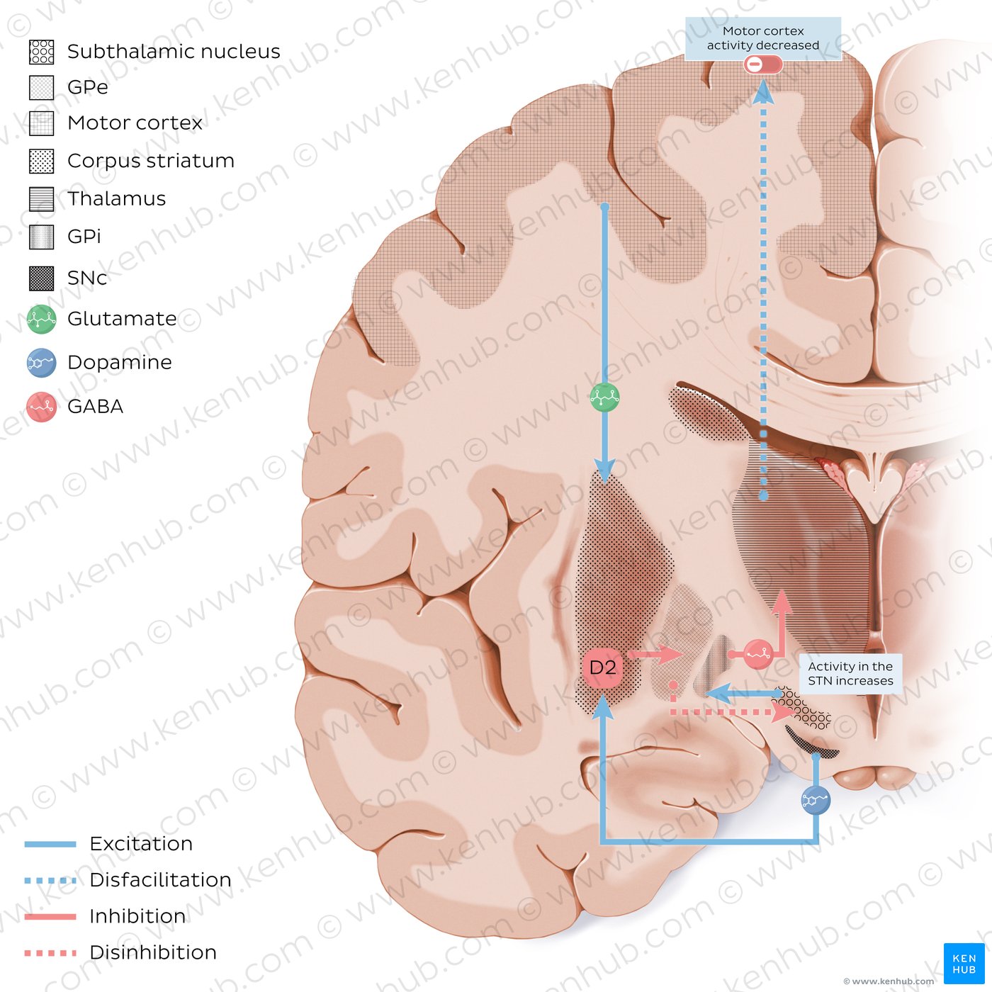 Indirect pathway of the basal ganglia
