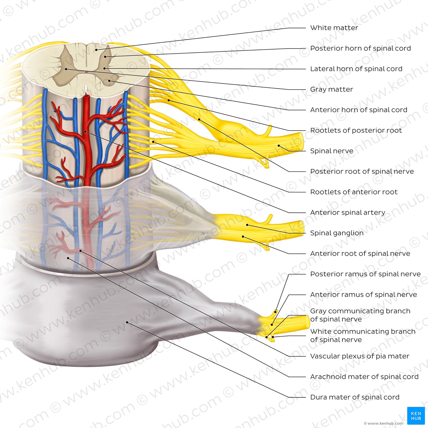 Spinal membranes and nerve roots (diagram)