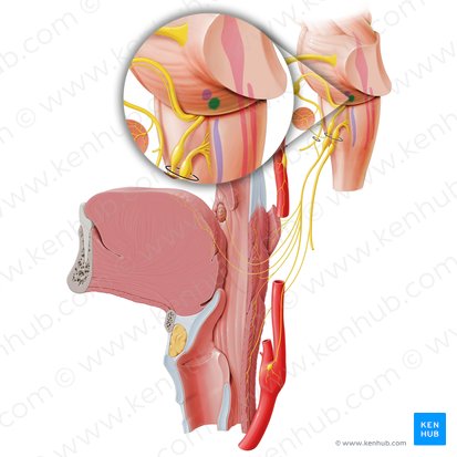 Nucleus salivatorius inferior (Unterer Speichelkern); Bild: Paul Kim