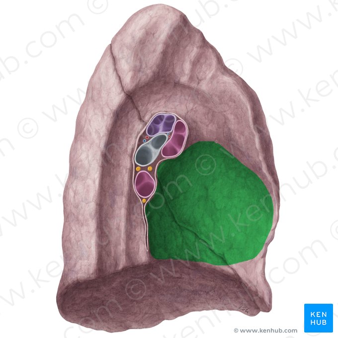 Impressio cardiaca pulmonis sinistri (Herzabdruck der linken Lunge); Bild: Yousun Koh