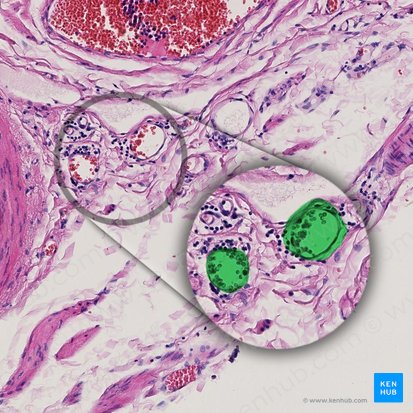 Arteriole (Arteriola); Image: 