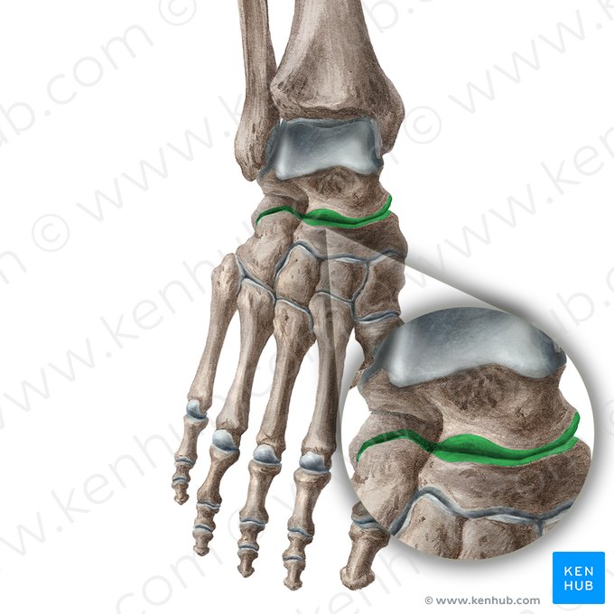 Transverse tarsal joint (Articulatio transversa tarsi); Image: Liene Znotina