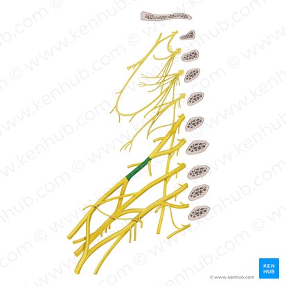 Superior trunk of brachial plexus (Truncus superior plexus brachialis); Image: Begoña Rodriguez