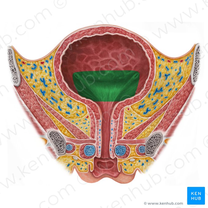 Fundus of urinary bladder (Fundus vesicae urinariae); Image: Irina Münstermann