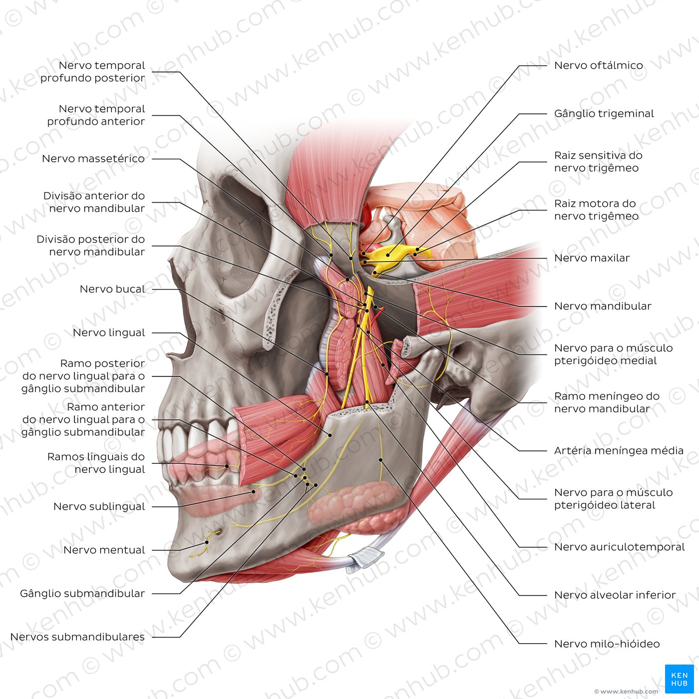 Origin and course of the mandibular nerve