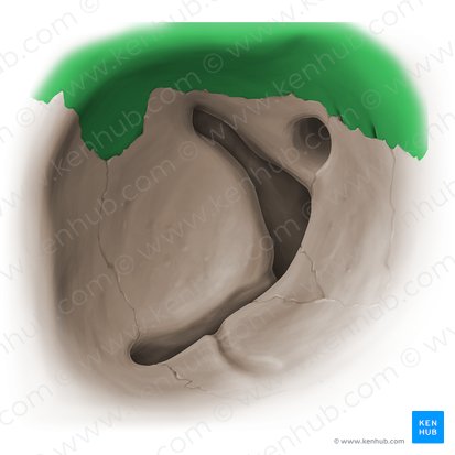 Orbital surface of frontal bone (Facies orbitalis ossis frontalis); Image: Paul Kim
