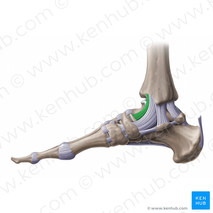 Ligamentum tibiotalare anterius (Vorderes Schienbein-Sprungbein-Band); Bild: Paul Kim