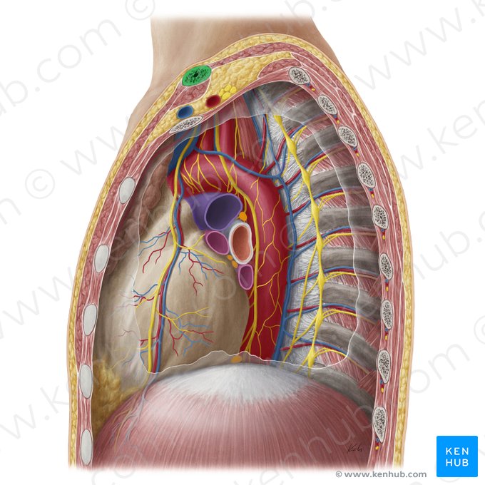 Clavicle (Clavicula); Image: Yousun Koh