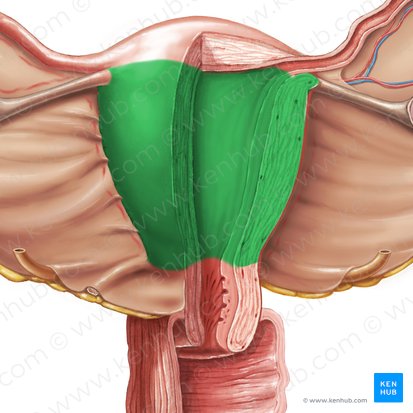 Corpus uteri (Körper der Gebärmutter); Bild: Samantha Zimmerman