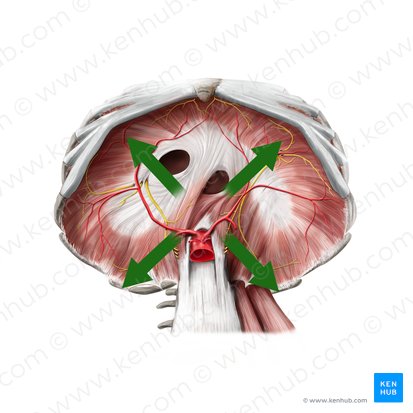 Peripheral (Periphericus); Image: Stephan Winkler
