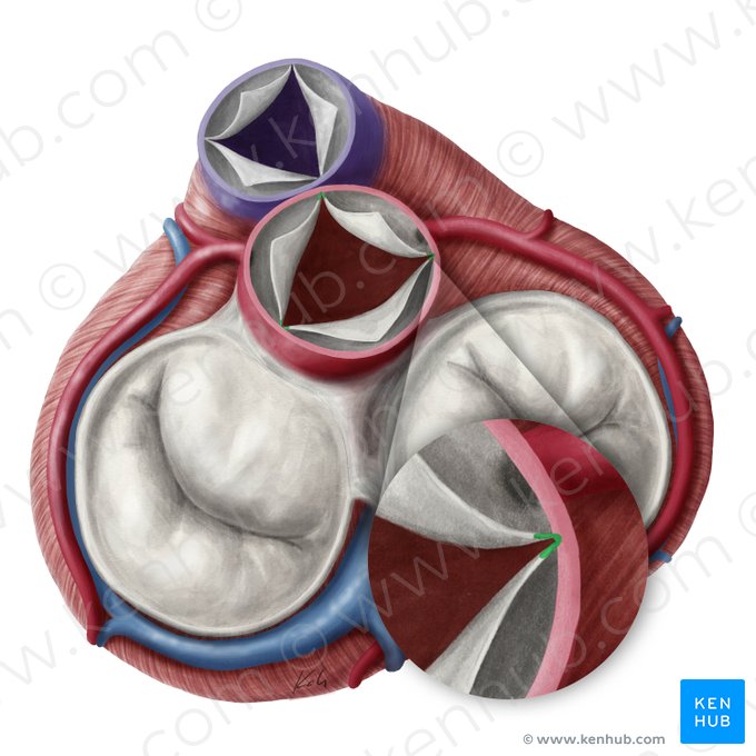 Commissures of semilunar leaflets of aortic valve (Commissurae valvularum semilunarium valvae aortae); Image: Yousun Koh