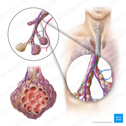 Bronchial artery (Arteria bronchialis); Image: Paul Kim