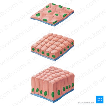Nuclei cellularum epithelialium (Zellkerne der Epithelzellen); Bild: Irina Münstermann