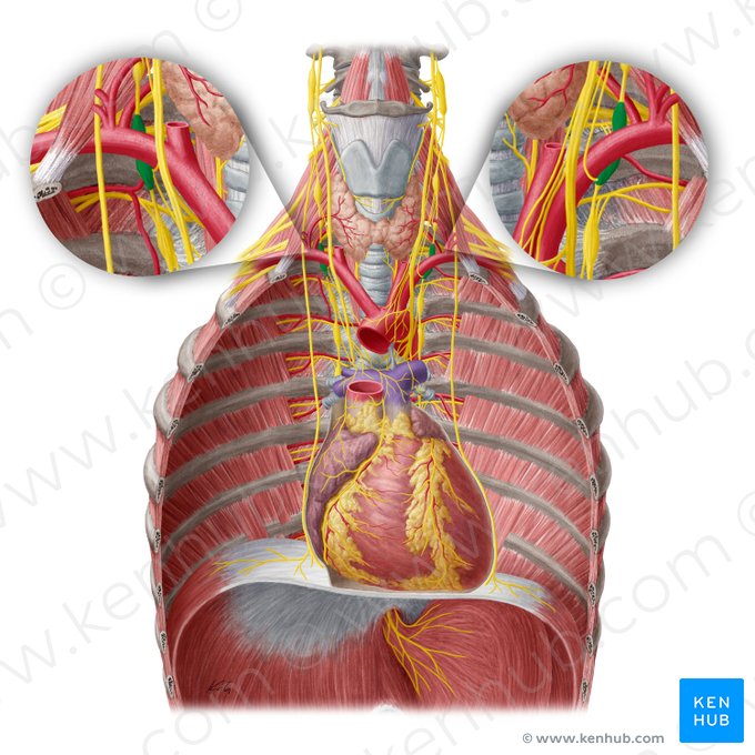 Cervicothoracic ganglion (Ganglion cervicothoracicum); Image: Yousun Koh