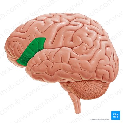 Ventrolateral prefrontal cortex (Cortex prefrontalis ventrolateralis); Image: Paul Kim