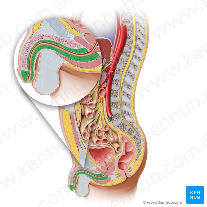 Corpus spongiosum of penis (Corpus spongiosum penis); Image: Paul Kim
