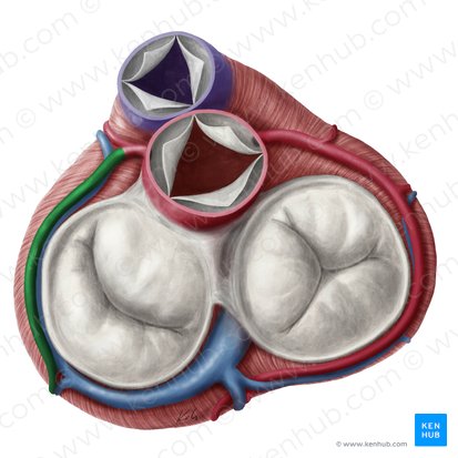 Circumflex artery of heart (Arteria circumflexa cordis); Image: Yousun Koh