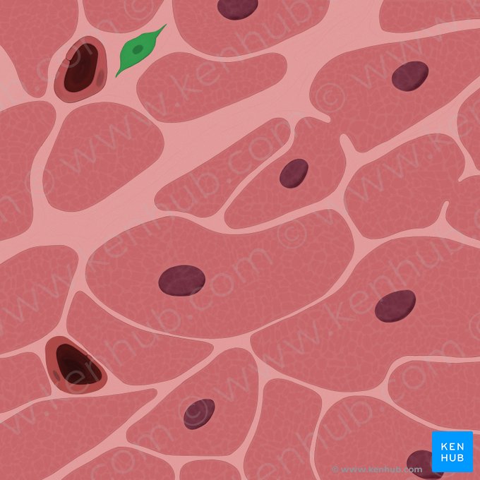 Fibroblastus (Fibroblast); Bild: Tal Bavli Ziv