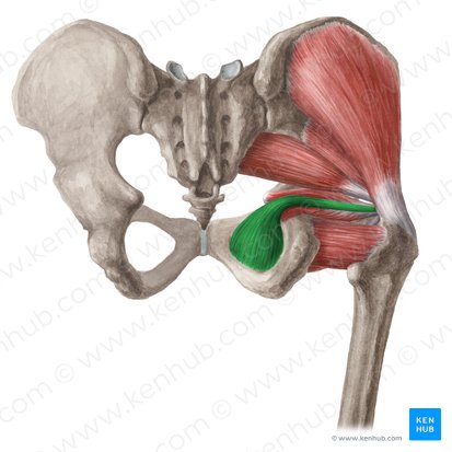 Obturator internus muscle (Musculus obturatorius internus); Image: Liene Znotina