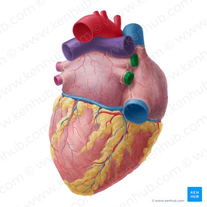 Veines pulmonaires droites (Venae pulmonales dextrae); Image : Yousun Koh