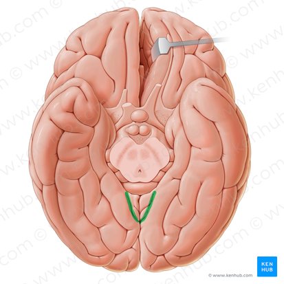 Sulcus calcarinus (Sehrindenfurche); Bild: Paul Kim
