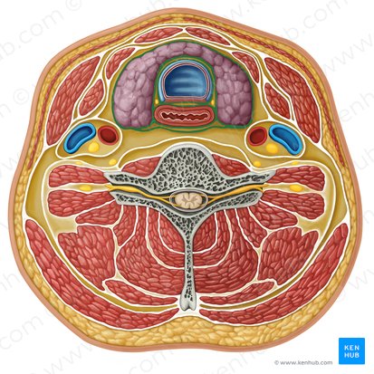 Pretracheal fascia (Fascia pretrachealis); Image: Irina Münstermann