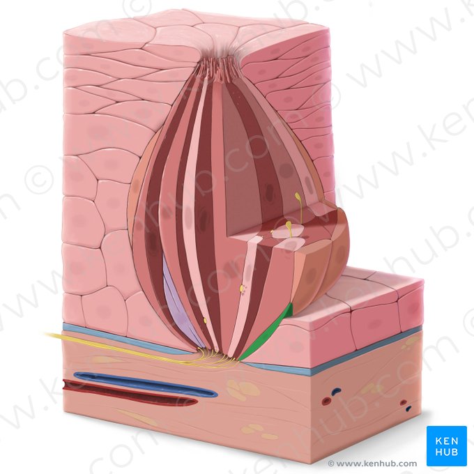 Célula epitelial gustativa tipo IV (Epitheliocytus sensorius gustatorius typi IV); Imagen: Tal Bavli Ziv