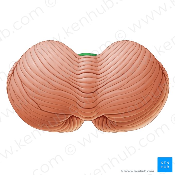Central lobule of vermis (Lobulus centralis vermis); Image: Paul Kim