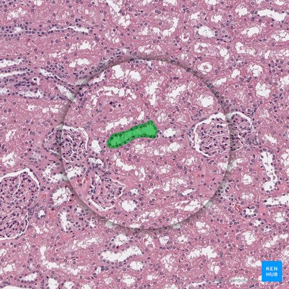 Proximal convoluted tubule (Pars convoluta tubuli proximalis); Image: 