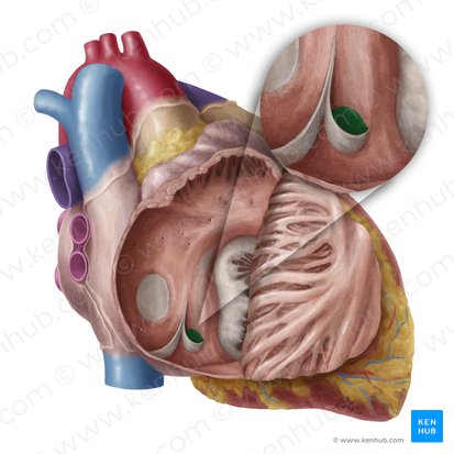 Orifice of coronary sinus (Ostium sinus coronarii); Image: Yousun Koh