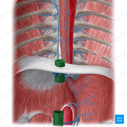Inferior vena cava (Vena cava inferior); Image: Yousun Koh