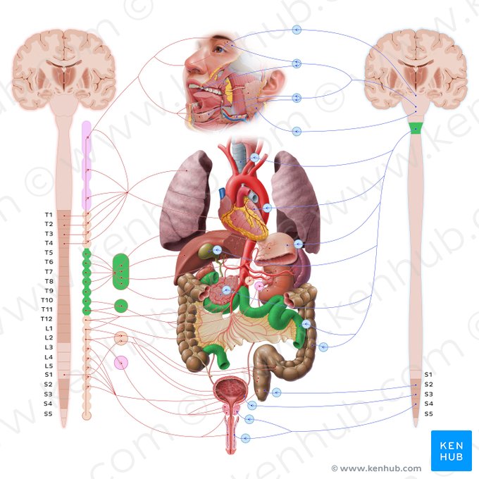 Small intestine (Intestinum tenue); Image: Paul Kim