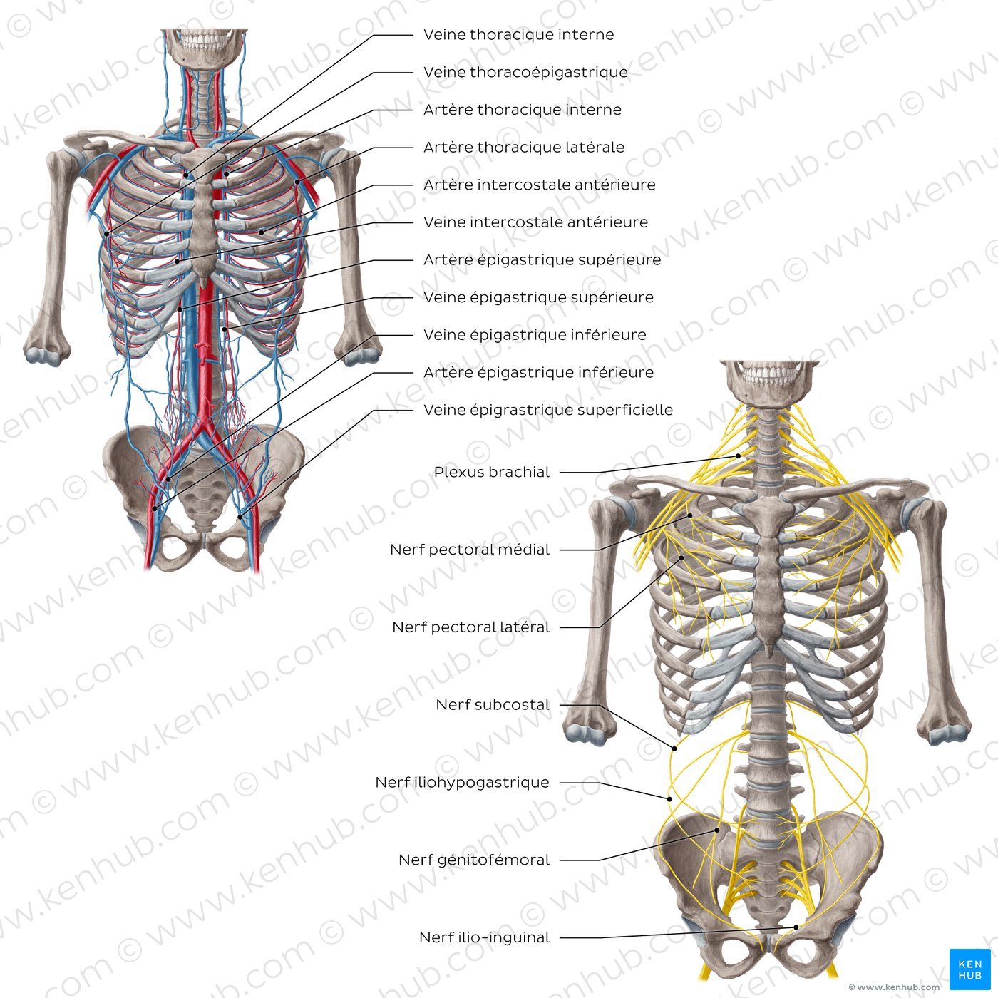Arteries, veins and nerves of the trunk (diagram)