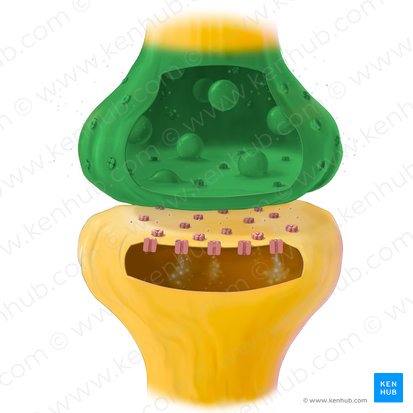 Terminal bouton of axon (Bulbuli terminales axonis); Image: Tal Bavli Ziv