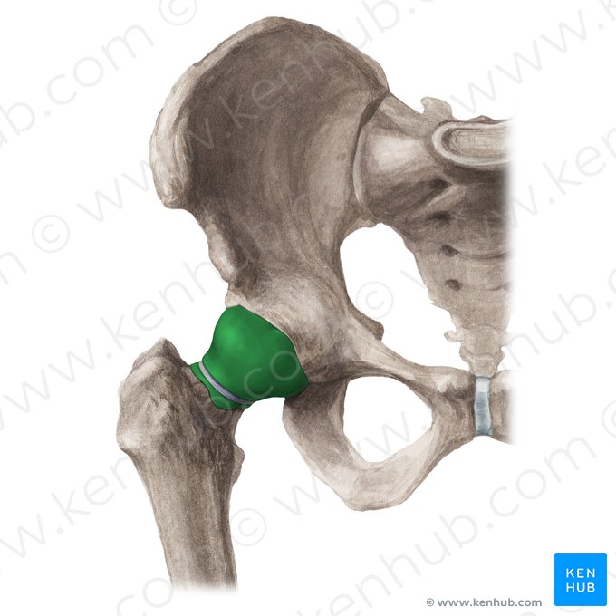 Synovial membrane of hip joint (Membrana synovialis articulationis coxae); Image: Liene Znotina