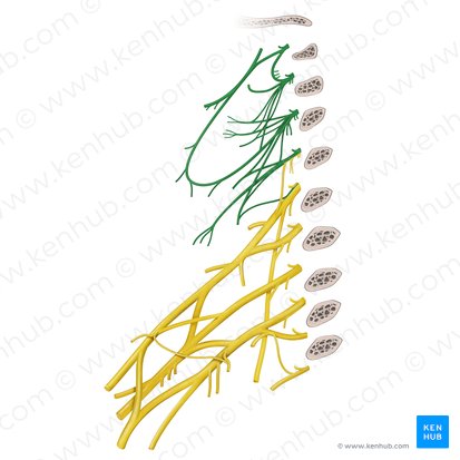 Cervical plexus (Plexus cervicalis); Image: Begoña Rodriguez