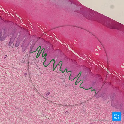 Stratum basale of epidermis (Stratum basale epidermis); Image: 