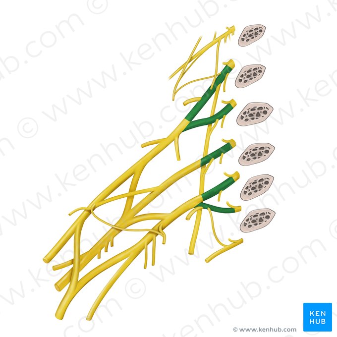 Roots of brachial plexus (Radices plexus brachialis); Image: Begoña Rodriguez