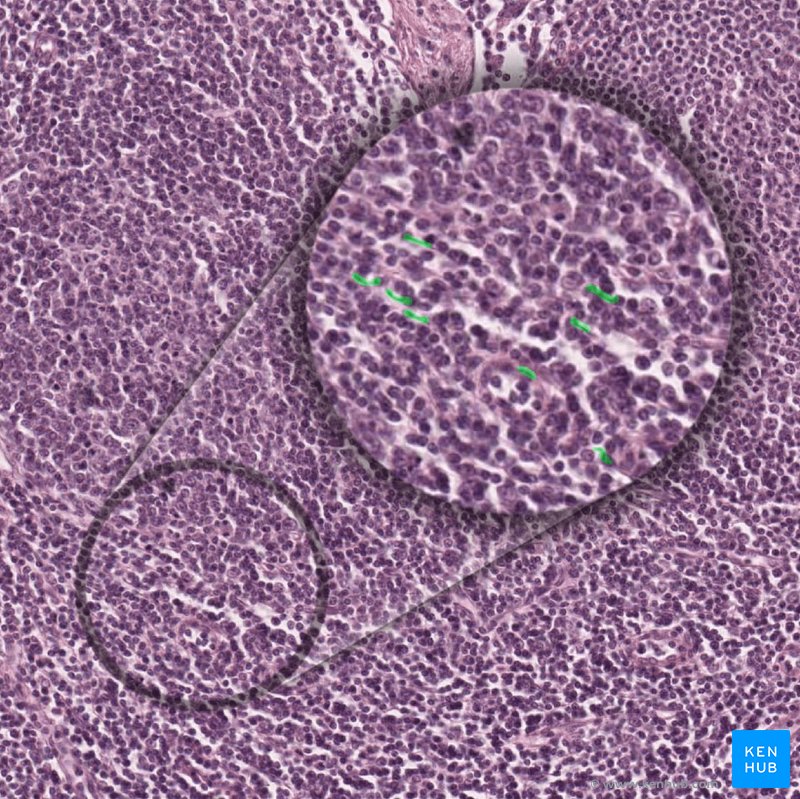 Interdigitating dendritic cells - histological slide