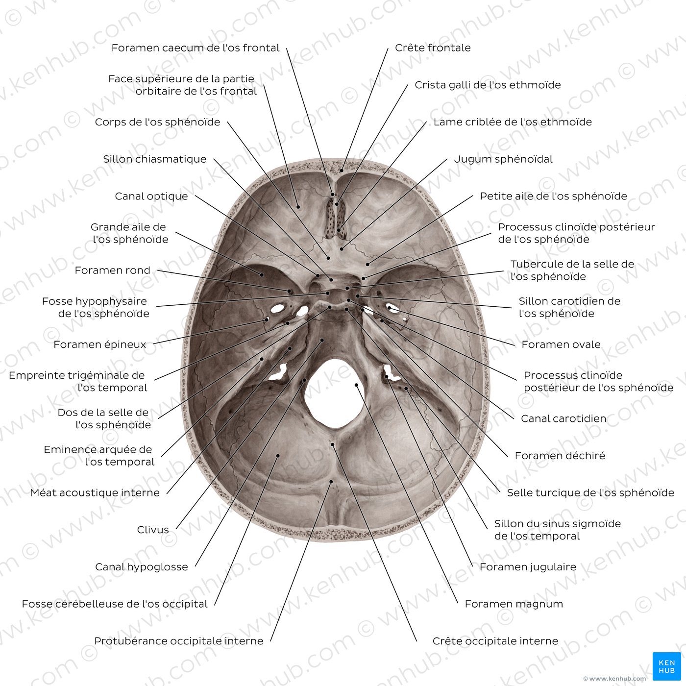 Overview of the foramina and fissures of the skull (superior view)