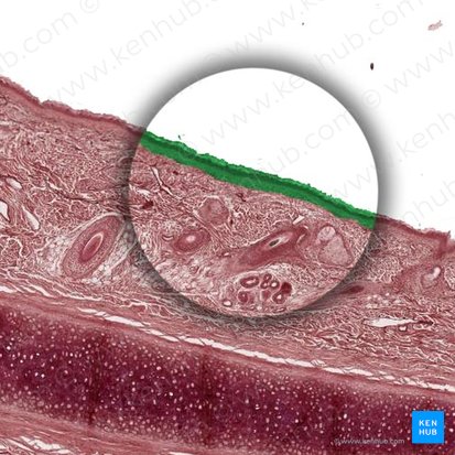Epidermis; Bild: 