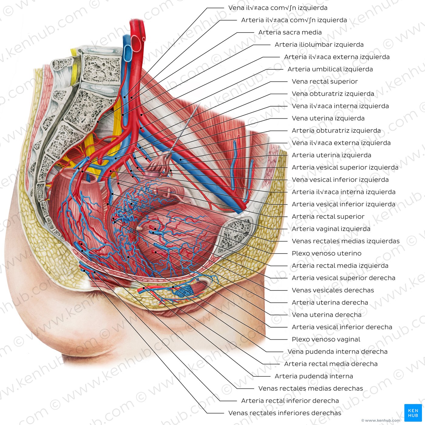 Arterias y venas de la pelvis femenina